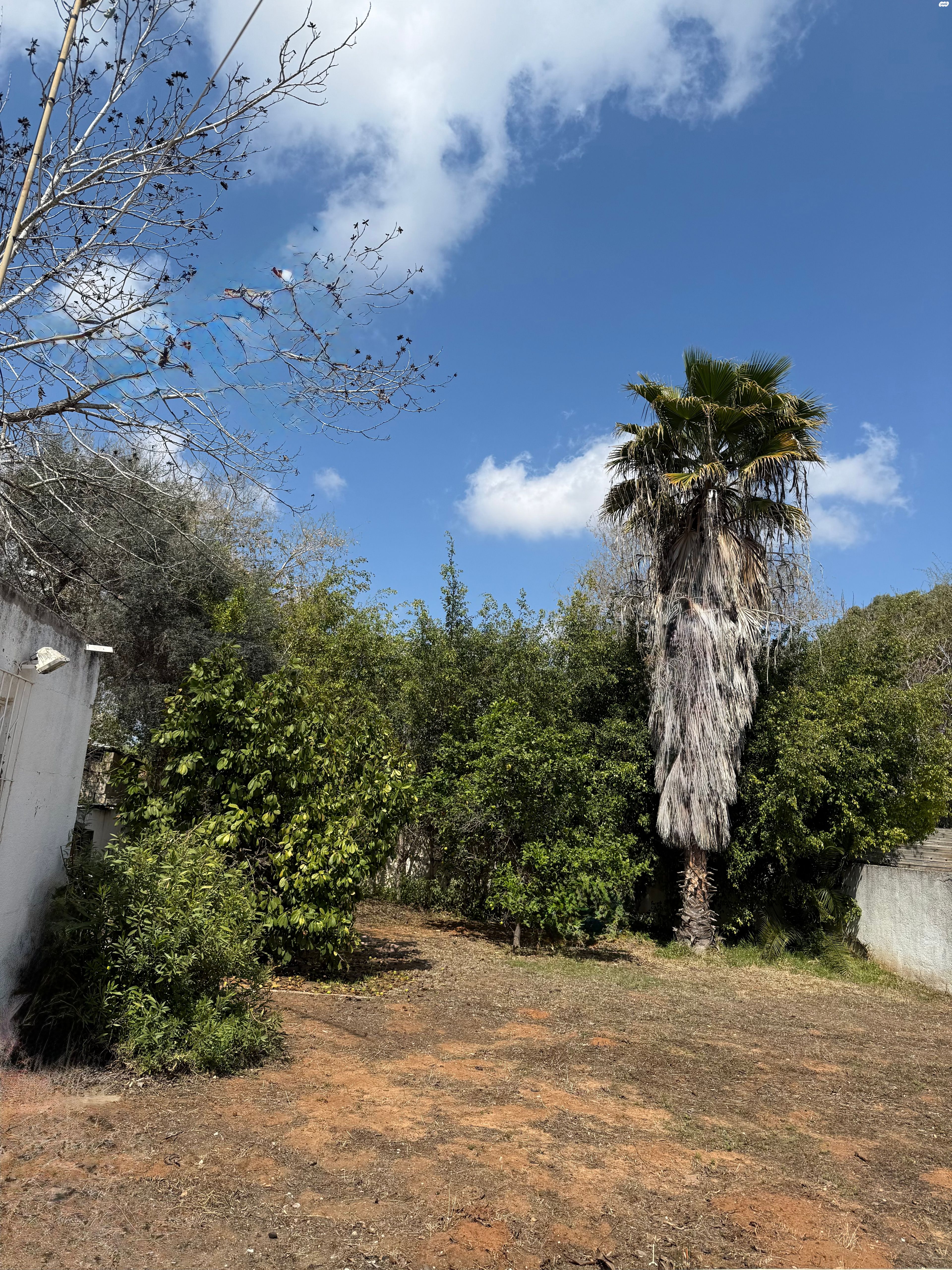 מורשה