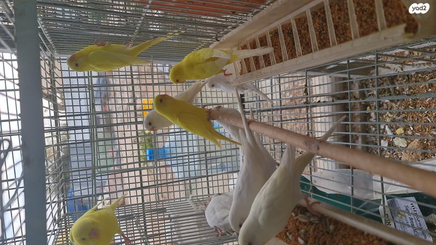 תמונת מודעה - חיות מחמד