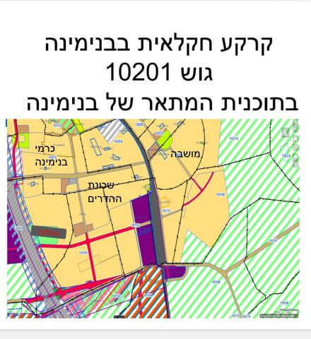 הברוש 116