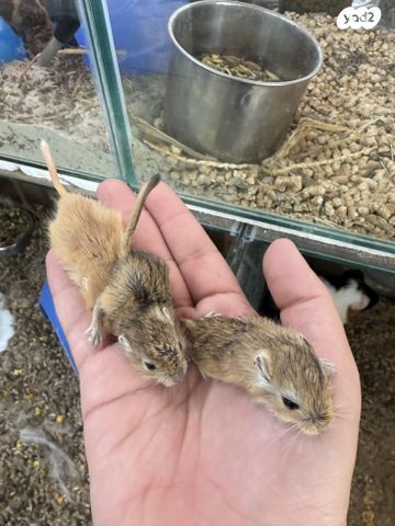 מכרסם גרביל