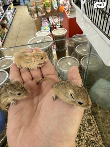 מכרסם גרביל