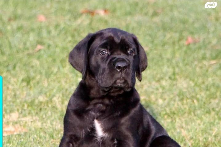 כלב קאנה קורסו