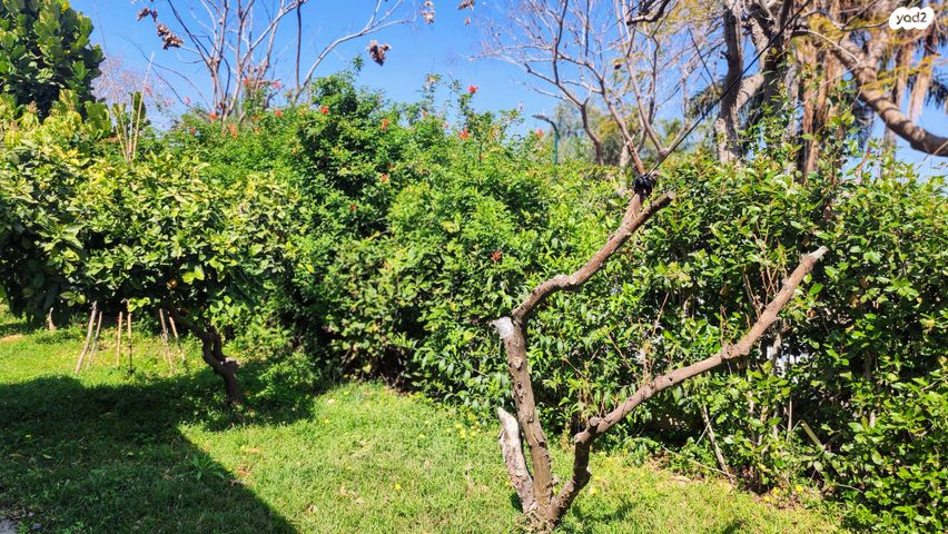 דו משפחתי, מרכז מזרחי, נס ציונה