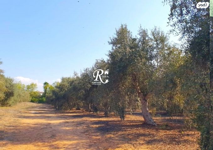 משק חקלאי/ נחלה, סביון