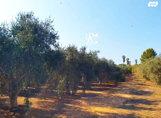 משק חקלאי/ נחלה, סביון