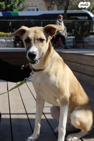 תמונת מודעה - חיות מחמד