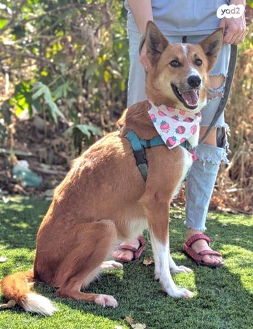 תמונת מודעה - חיות מחמד