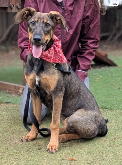 תמונת מודעה - חיות מחמד