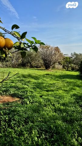 מגרשים, גני עם