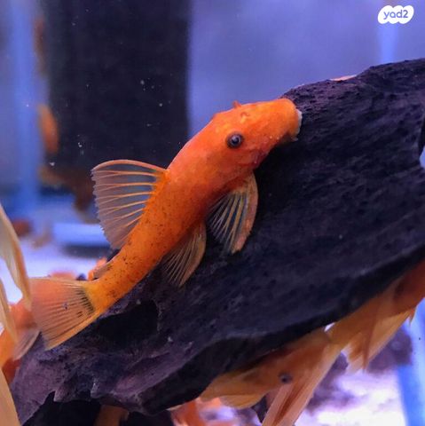 תמונת מודעה - חיות מחמד