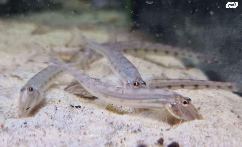 תמונת מודעה - חיות מחמד