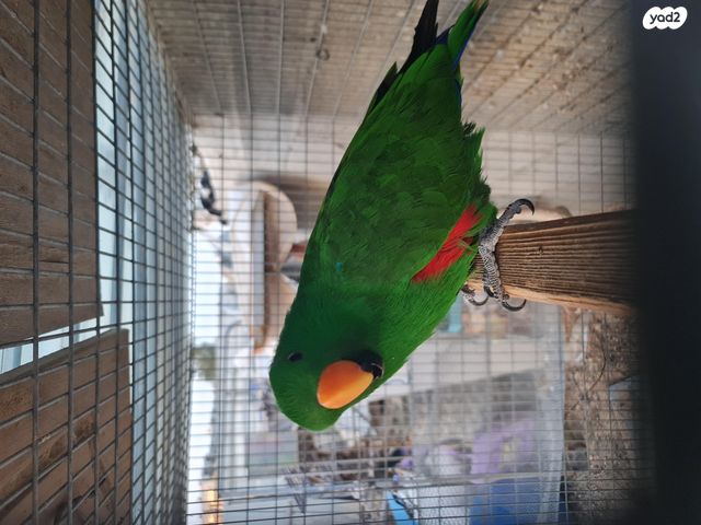 תמונת מודעה - חיות מחמד