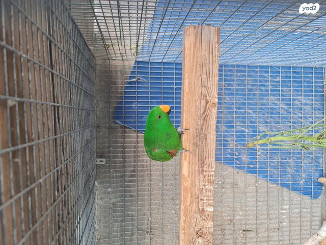 תוכי אקלקטוס