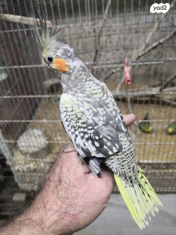 תוכי קוקוטייל