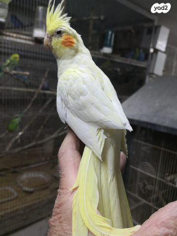 תוכי קוקוטייל