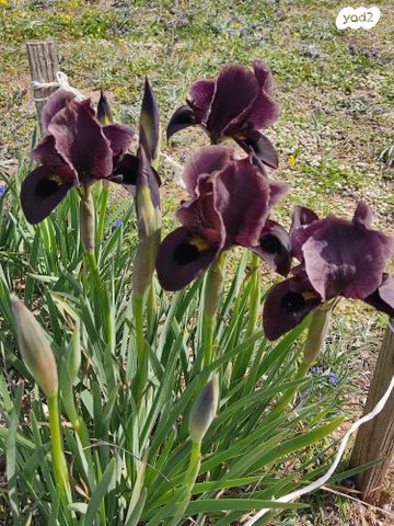 יחידת דיור, החצב 1, רגבה, רגבה