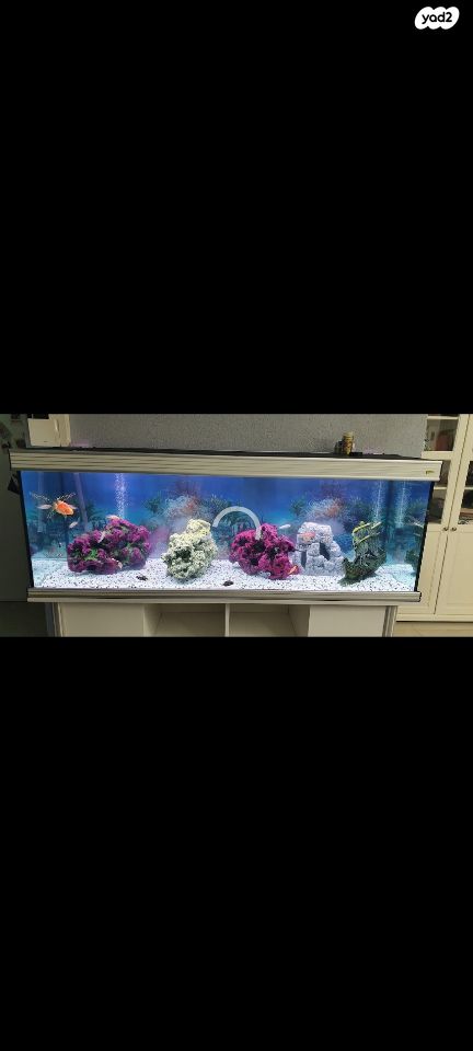 אביזרים | סלעים לציקלדים