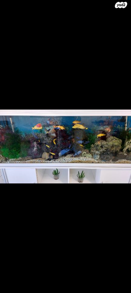 אביזרים | סלעים לציקלדים