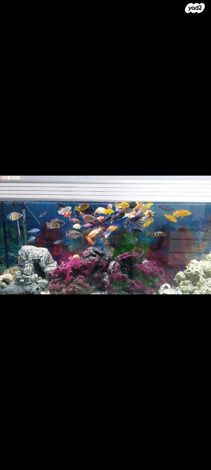 אביזרים | סלעים לציקלדים