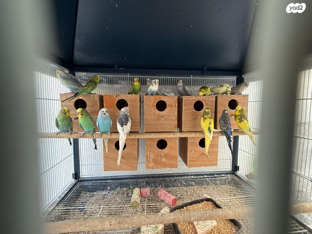 תמונת מודעה - חיות מחמד