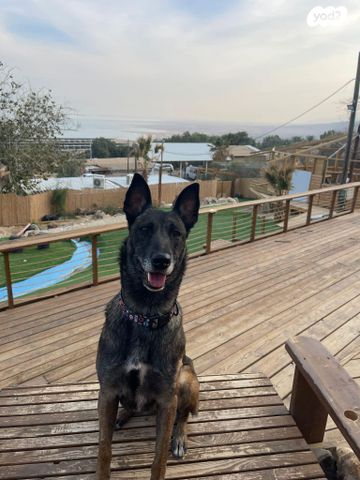 כלב רועה בלגי