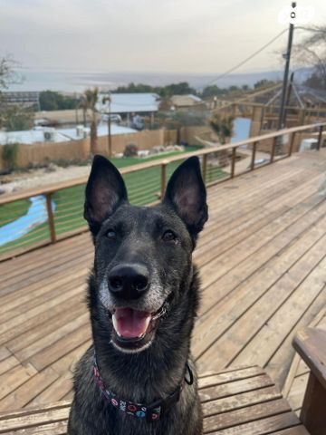 כלב רועה בלגי