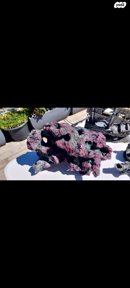 תמונת מודעה - חיות מחמד