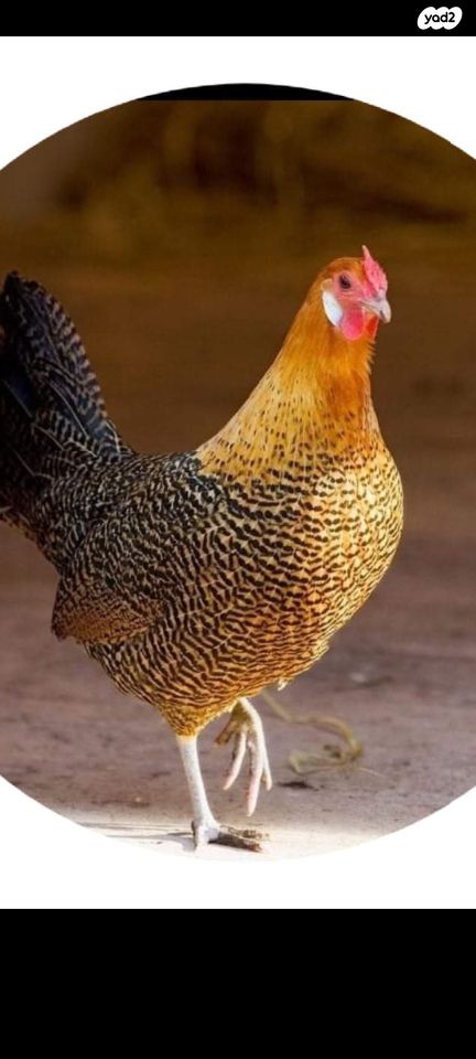 תמונת מודעה - חיות מחמד