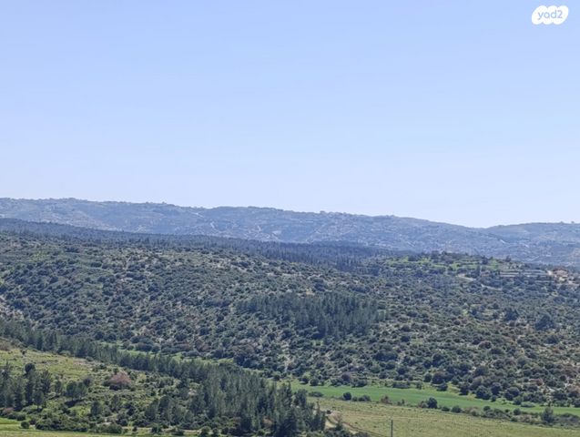 רועי קליין 25