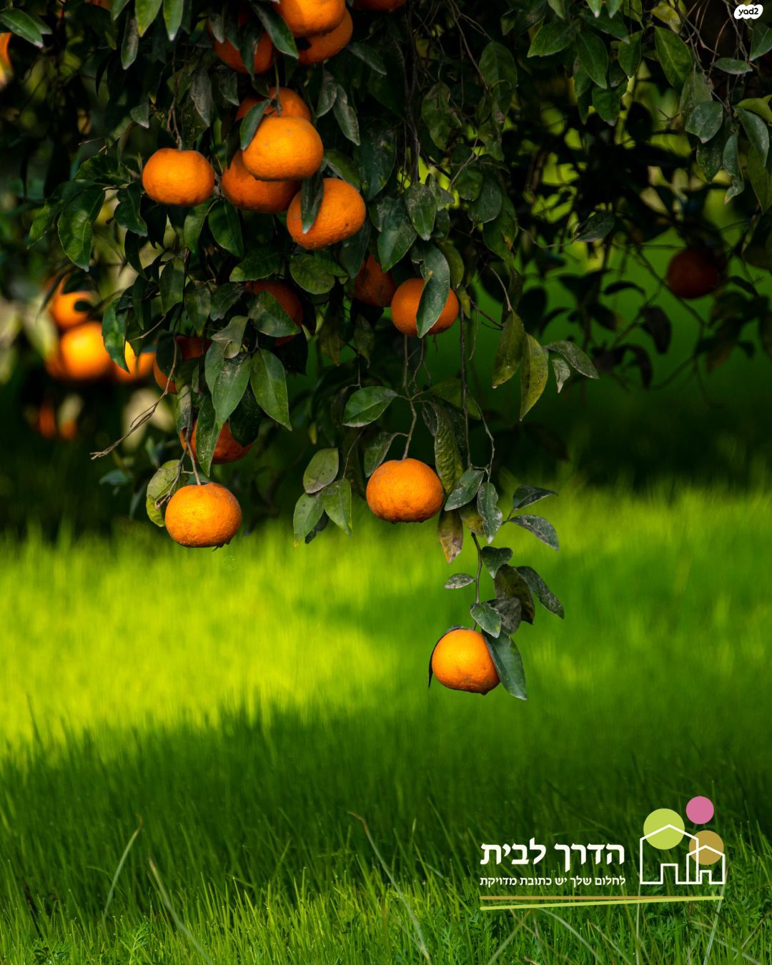 ההדרים