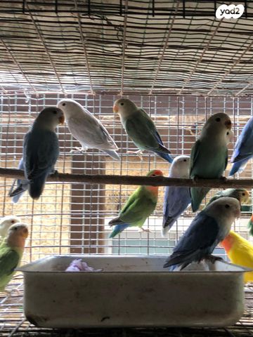 תמונת מודעה - חיות מחמד