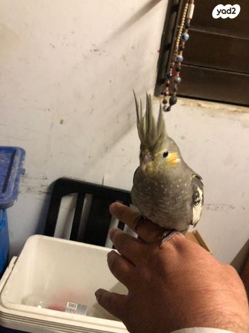 תמונת מודעה - חיות מחמד