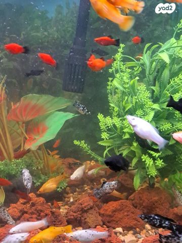 דג משריצי חיים