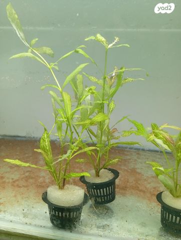 אביזרים | דקורציה לאקווריום