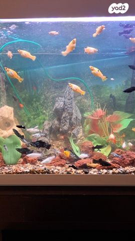 דג משריצי חיים