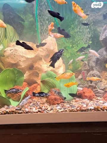 דג משריצי חיים