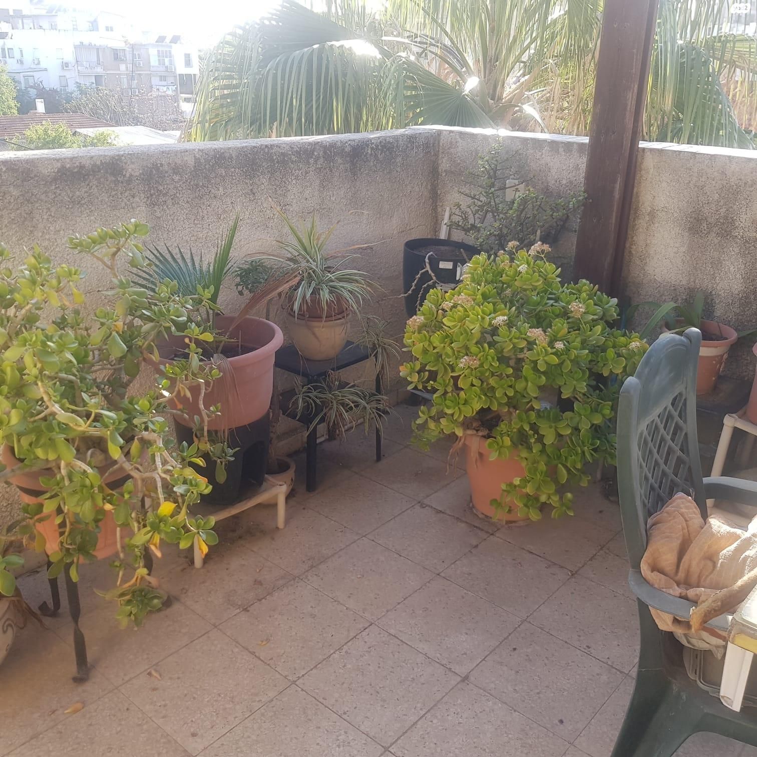 נורדאו 34