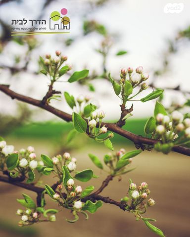 דו משפחתי, כרמי בנימינה, בנימינה גבעת עדה