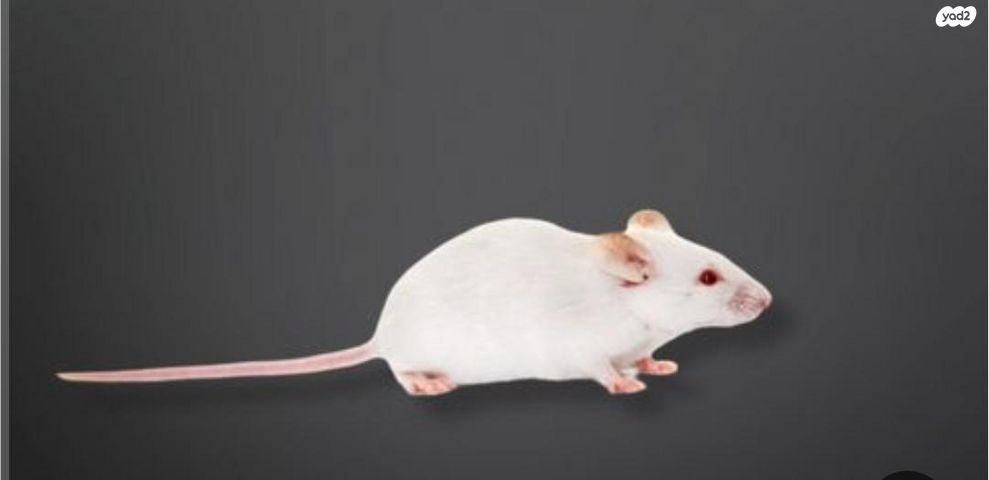 תמונת מודעה - חיות מחמד