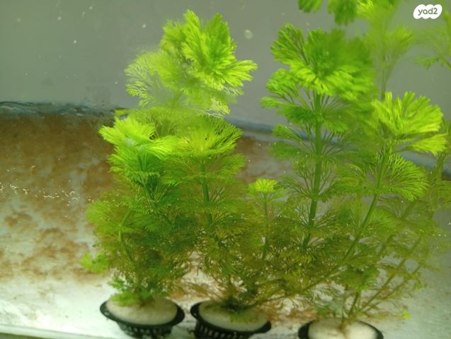 דג דגי מים קרים