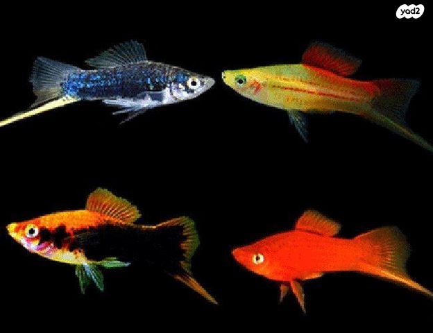 תמונת מודעה - חיות מחמד