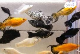 תמונת מודעה - חיות מחמד