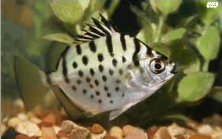 תמונת מודעה - חיות מחמד