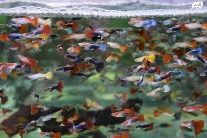 תמונת מודעה - חיות מחמד