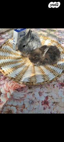 מכרסם ארנב ננסי