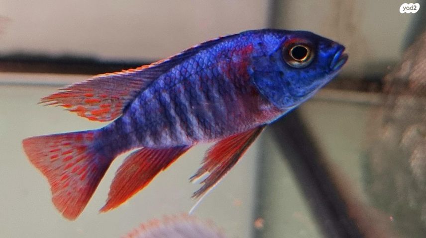 דג ציקלידים