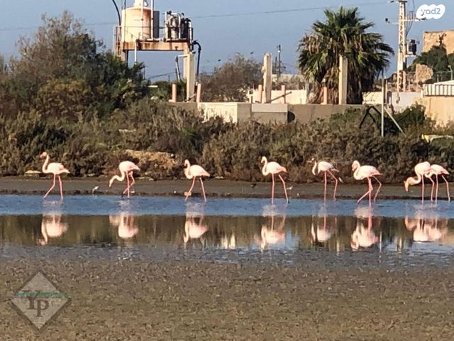 דירה, הרכס, עתלית