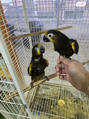 תמונת מודעה - חיות מחמד