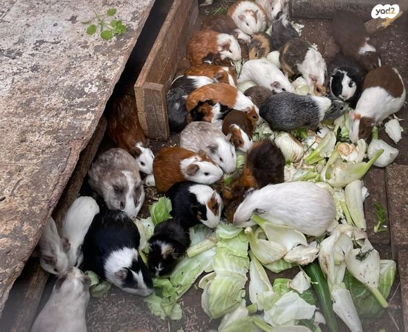 תמונת מודעה - חיות מחמד