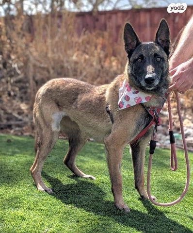 תמונת מודעה - חיות מחמד